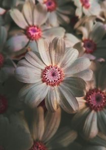 Blüte