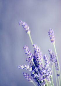 Lavendel