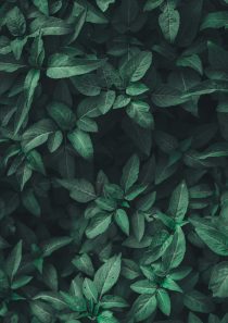 Natur