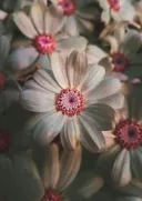 Blüte