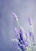 Lavendel